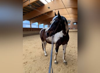 Meer warmbloeden Mix, Merrie, 19 Jaar, 156 cm, Gevlekt-paard