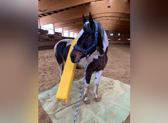 Meer warmbloeden Mix, Merrie, 19 Jaar, 156 cm, Gevlekt-paard