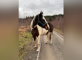 Meer warmbloeden Mix, Merrie, 19 Jaar, 156 cm, Gevlekt-paard