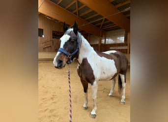 Meer warmbloeden Mix, Merrie, 19 Jaar, 156 cm, Gevlekt-paard