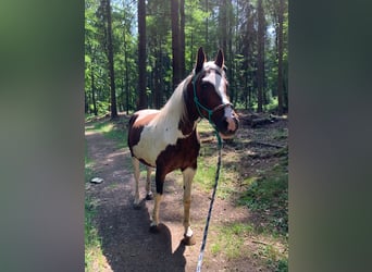 Meer warmbloeden Mix, Merrie, 19 Jaar, 156 cm, Gevlekt-paard