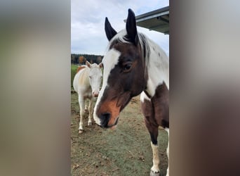 Meer warmbloeden Mix, Merrie, 19 Jaar, 156 cm, Gevlekt-paard