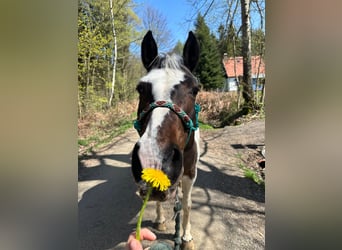 Meer warmbloeden Mix, Merrie, 19 Jaar, 156 cm, Gevlekt-paard