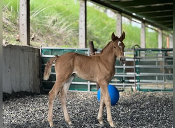 Meer warmbloeden Mix, Merrie, 1 Jaar, 135 cm, Vos