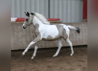 Meer warmbloeden, Merrie, 1 Jaar, 165 cm, Gevlekt-paard
