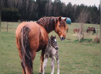 Meer warmbloeden Mix, Merrie, 1 Jaar, 165 cm, Zwart