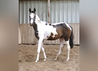 Meer warmbloeden, Merrie, 1 Jaar, 168 cm, Gevlekt-paard