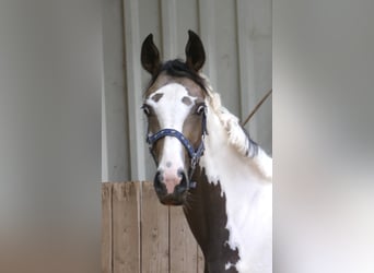 Meer warmbloeden, Merrie, 1 Jaar, 168 cm, Gevlekt-paard