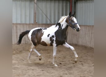 Meer warmbloeden, Merrie, 1 Jaar, 168 cm, Gevlekt-paard