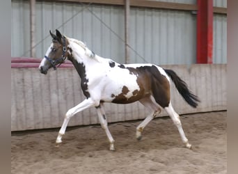 Meer warmbloeden, Merrie, 1 Jaar, 168 cm, Gevlekt-paard