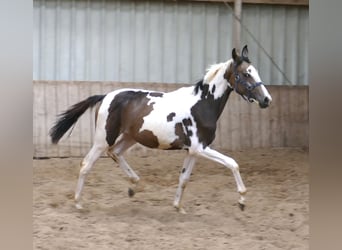 Meer warmbloeden, Merrie, 1 Jaar, 168 cm, Gevlekt-paard