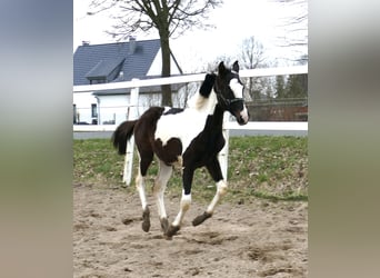Meer warmbloeden, Merrie, 1 Jaar, 170 cm, Gevlekt-paard