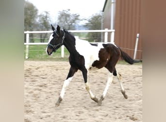 Meer warmbloeden, Merrie, 1 Jaar, 170 cm, Gevlekt-paard