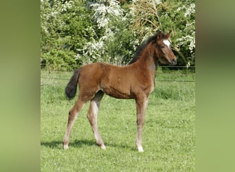 Meer warmbloeden, Merrie, 1 Jaar, 170 cm