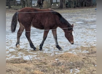 Meer warmbloeden Mix, Merrie, 1 Jaar, Bruin