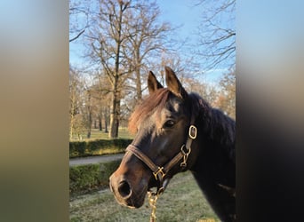 Meer warmbloeden Mix, Merrie, 20 Jaar, 146 cm, Zwartbruin