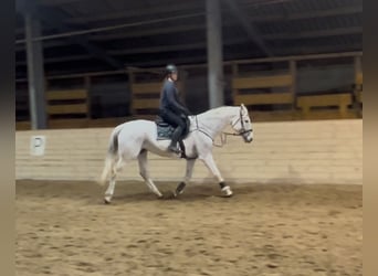 Meer warmbloeden, Merrie, 20 Jaar, 165 cm, Schimmel