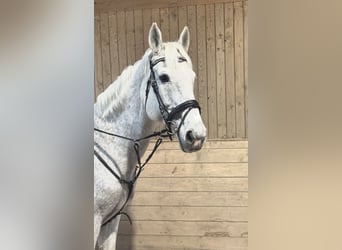 Meer warmbloeden, Merrie, 20 Jaar, 165 cm, Schimmel