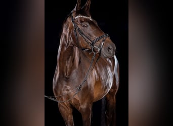 Meer warmbloeden, Merrie, 20 Jaar, 168 cm, Zwartbruin