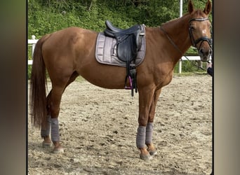 Meer warmbloeden, Merrie, 24 Jaar, Vos