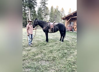 Meer warmbloeden Mix, Merrie, 28 Jaar, 163 cm, Donkerbruin