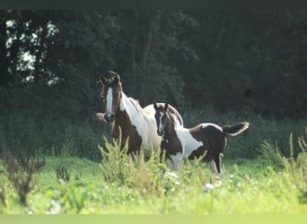 Meer warmbloeden Mix, Merrie, 2 Jaar, 140 cm, Gevlekt-paard