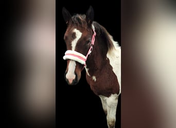 Meer warmbloeden Mix, Merrie, 2 Jaar, 140 cm, Gevlekt-paard