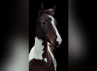 Meer warmbloeden Mix, Merrie, 2 Jaar, 140 cm, Gevlekt-paard