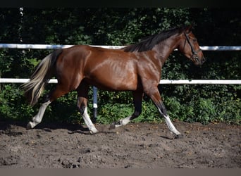 Meer warmbloeden, Merrie, 2 Jaar, 153 cm, Gevlekt-paard