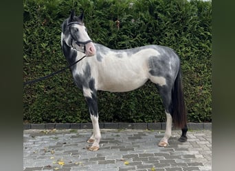 Meer warmbloeden Mix, Merrie, 2 Jaar, 158 cm, Gevlekt-paard