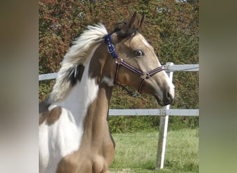Meer warmbloeden, Merrie, 2 Jaar, 165 cm, Gevlekt-paard