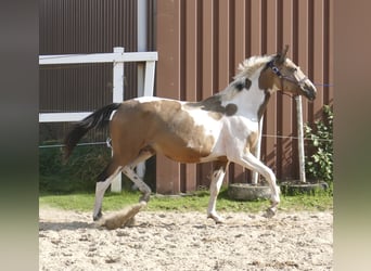Meer warmbloeden, Merrie, 2 Jaar, 165 cm, Gevlekt-paard