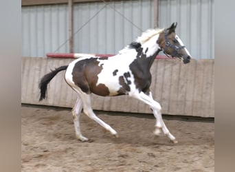Meer warmbloeden, Merrie, 2 Jaar, 168 cm, Gevlekt-paard