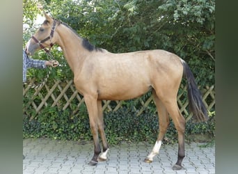 Meer warmbloeden, Merrie, 2 Jaar, 170 cm, Buckskin