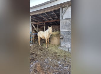 Meer warmbloeden, Merrie, 2 Jaar, Palomino