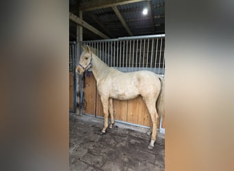 Meer warmbloeden, Merrie, 2 Jaar, Palomino