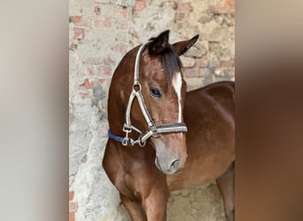 Meer warmbloeden, Merrie, 3 Jaar, 148 cm, Bruin