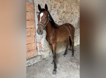 Meer warmbloeden, Merrie, 3 Jaar, 148 cm, Bruin