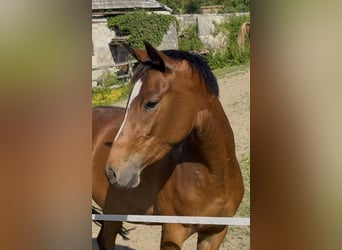 Meer warmbloeden, Merrie, 3 Jaar, 148 cm, Bruin