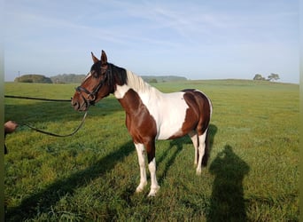Meer warmbloeden, Merrie, 3 Jaar, 148 cm, Gevlekt-paard
