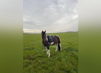 Meer warmbloeden, Merrie, 3 Jaar, 148 cm, Gevlekt-paard