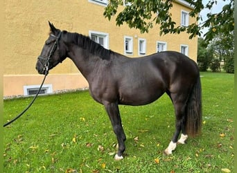 Meer warmbloeden, Merrie, 3 Jaar, 152 cm, Zwart