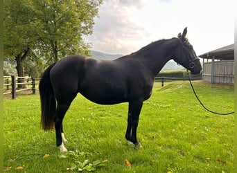 Meer warmbloeden, Merrie, 3 Jaar, 152 cm, Zwart