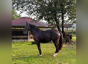 Meer warmbloeden, Merrie, 3 Jaar, 152 cm, Zwart