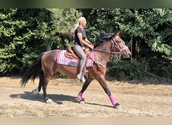 Meer warmbloeden, Merrie, 3 Jaar, 156 cm, Bruin