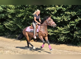 Meer warmbloeden, Merrie, 3 Jaar, 156 cm, Bruin