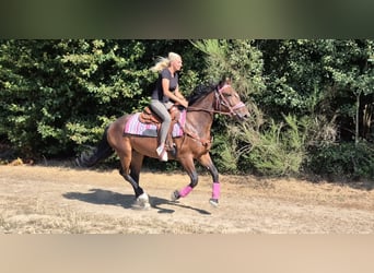 Meer warmbloeden, Merrie, 3 Jaar, 156 cm, Bruin