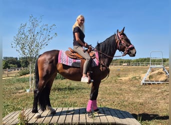 Meer warmbloeden, Merrie, 3 Jaar, 156 cm, Bruin