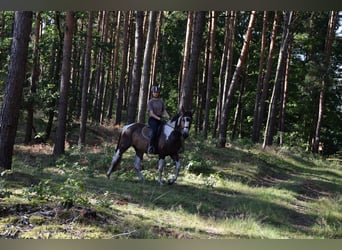 Meer warmbloeden, Merrie, 3 Jaar, 157 cm, Gevlekt-paard