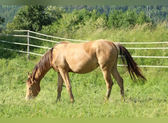 Meer warmbloeden, Merrie, 3 Jaar, 158 cm, Champagne